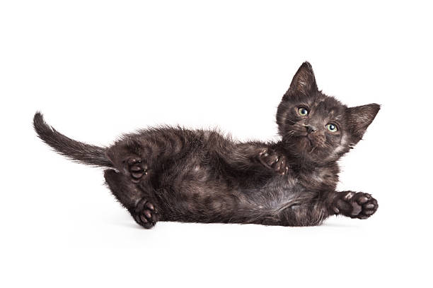 istock Black long hair kitten rolling around on floor 531964778
