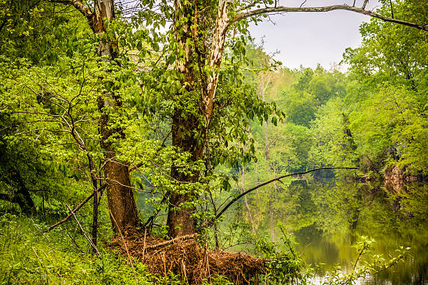 Trees along Eno River A walk through the hiking trail beneath the trees of Eno River State Park, has captured this image of a spring landscape on a stormy afternoon, right after the rain. This is a natural park in the northern part of Durham in North Carolina, just few miles away from Duke University. It's a beautiful place to hike where you can see pristine rustic sceneries and wildlife on its way. eno river stock pictures, royalty-free photos & images