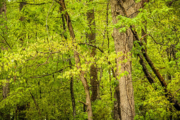 Forest at Eno River A walk through the hiking trail beneath the trees of Eno River State Park, has captured this image of a spring landscape on a stormy afternoon, right after the rain. This is a natural park in the northern part of Durham in North Carolina, just few miles away from Duke University. It's a beautiful place to hike where you can see pristine rustic sceneries and wildlife on its way. eno river stock pictures, royalty-free photos & images