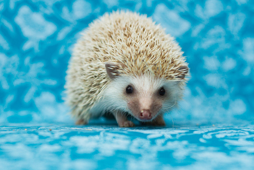 beautiful and cute young small hedgehog baby in flower vintage background