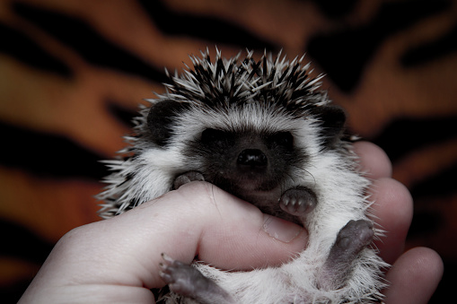 A young woman holds in her hand African pygmy hedgehog baby