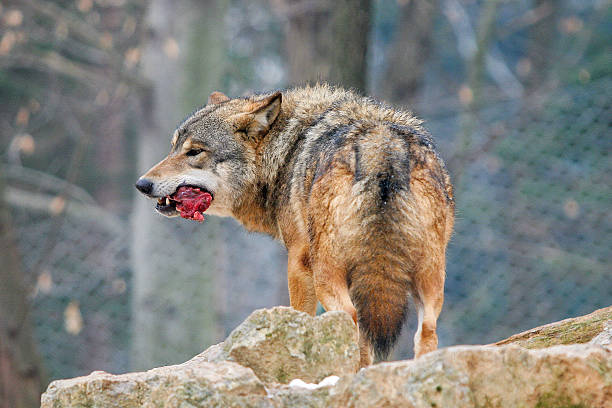 Grey Wolf With Prey In His Snout Stock Photo - Download Image Now - Wolf, Meat, Animal - iStock Grey Wolf With Prey In His Snout Stock Photo - Download Image Now - Wolf, Meat, Animal - iStock