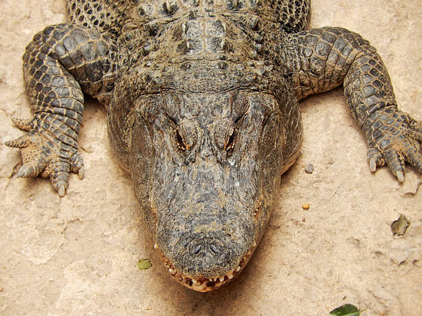 Alligator stock photo