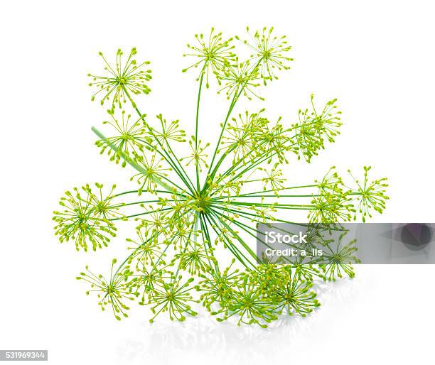 Beautiful Green Umbrella Mature Dill Is Isolated Stock Photo - Download Image Now - Beautiful People, Beauty, Beauty In Nature