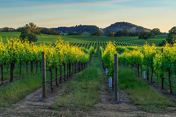 Sunset in Sonoma Sunset in the vineyards of Sonoma County, CA winemaking photos stock pictures, royalty-free photos & images