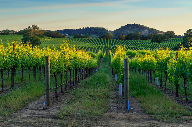 zachód słońca w sonoma - northern california vineyard california napa valley zdjęcia i obrazy z banku zdjęć