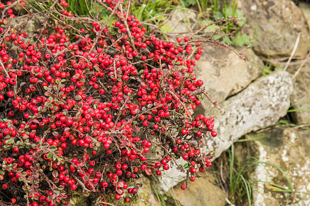 istock Red Berries of the Hawthorn shrub 531969574