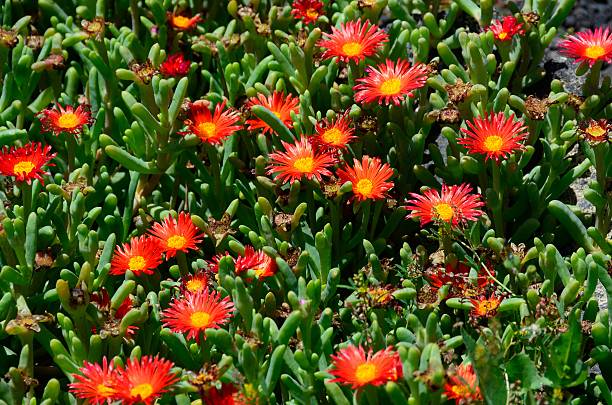 istock Flowers next to Qasr Al-Azraq, Jordan 531969994