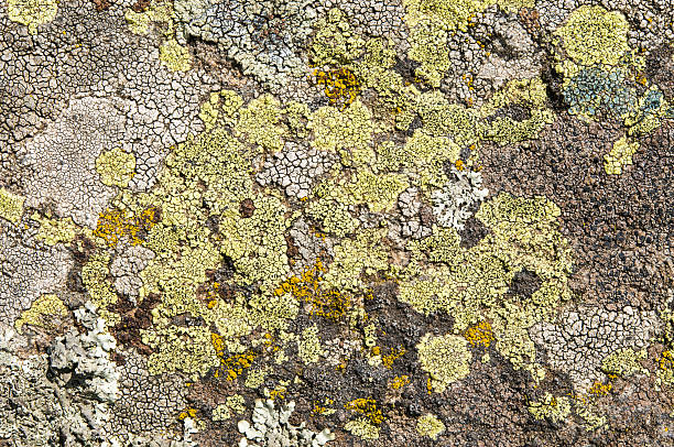 istock Lichens are symbiotic fungi and algae. 531970726