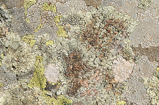 istock Lichens are symbiotic fungi and algae. 531971268