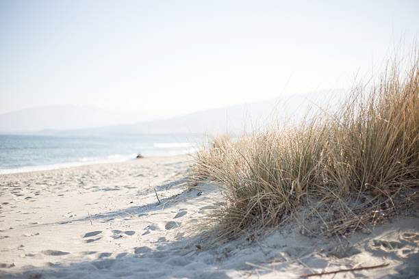 Photo of Marram grass on a sunny beach