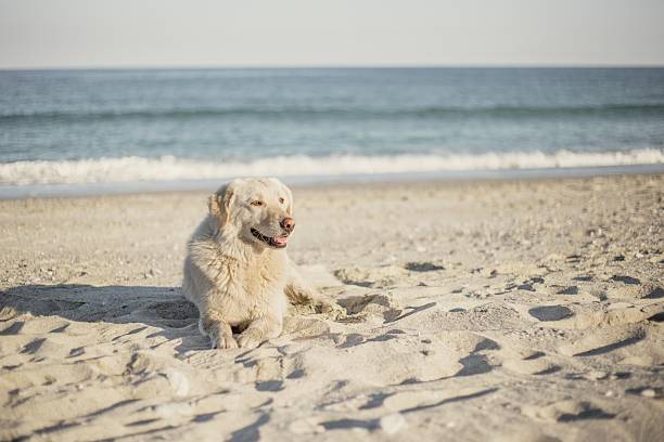 istock Dog resting under the sun at the beach 531973104