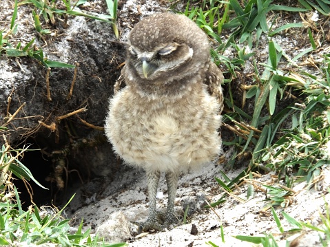 Burrowing Owl juvenile standing in front of its burrow.  \t