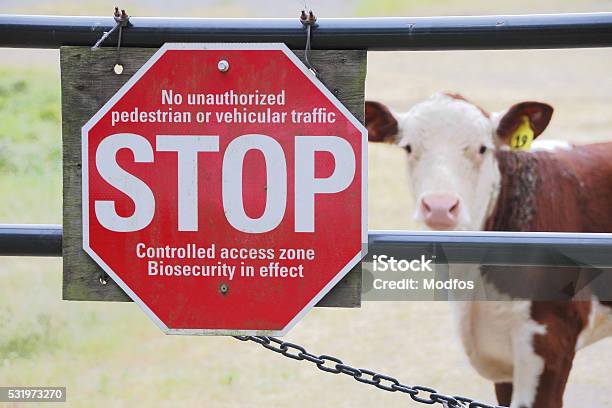 Bio Security Or Biosecurity And Farm Animals Stock Photo - Download Image  Now - Biosecurity, Farm, Foot And Mouth Disease - iStock
