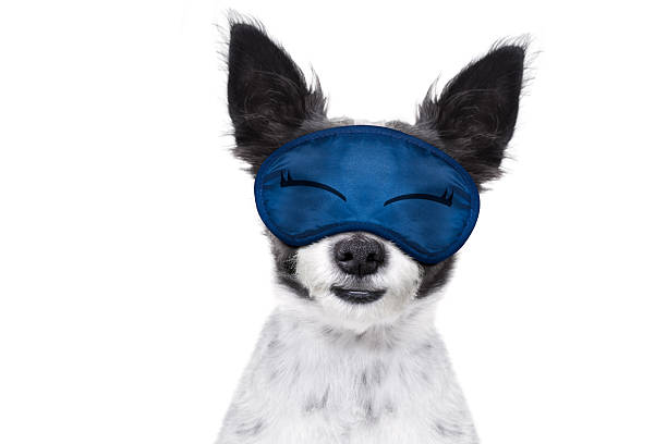 istock sleepyhead  baby dog 531973296