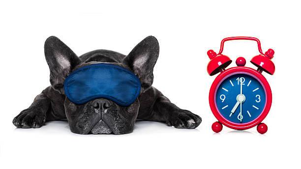 dog sleeping french bulldog dog sleeping, resting or relaxing on the ground isolated on white background with eye mask oversleeping stock pictures, royalty-free photos & images