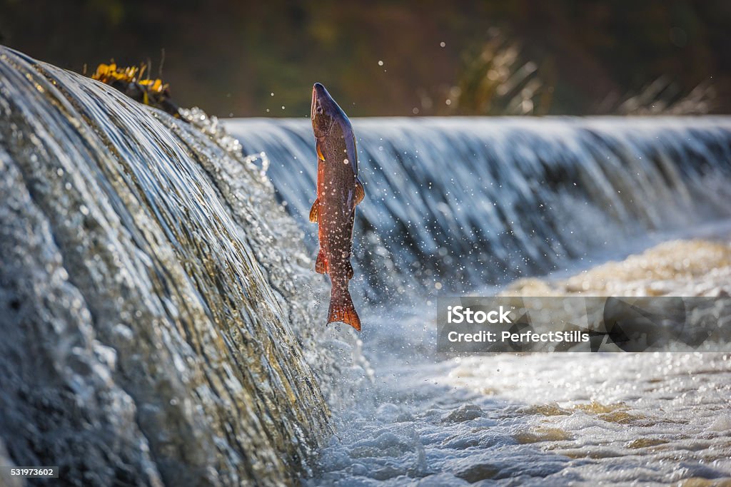 Cock Salmon Leaping Vertical Male Salmon jumping the Weir on the river Boyne at Navan, Co Meath, Ireland Salmon - Animal Stock Photo