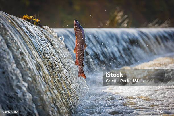 Cock Salmon Leaping Vertical Stock Photo - Download Image Now - Salmon - Animal, Swimming, Jumping