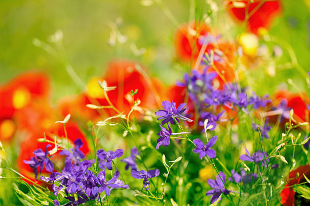 istock Purple petals over red poppies 531973646