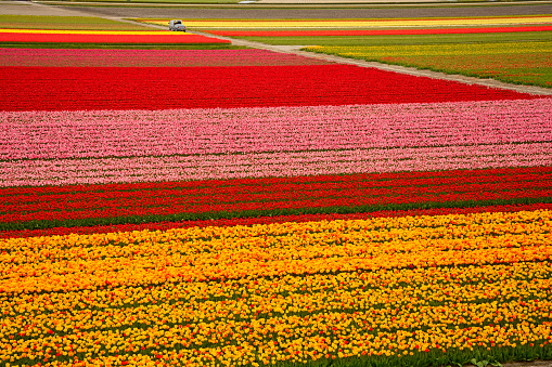 Colorful tulip fields in Holland