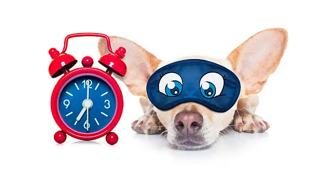 chihuahua dog  resting ,sleeping or having a siesta  with a clock and eye mask