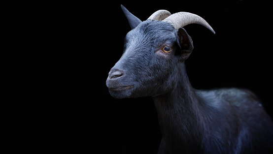 black goat