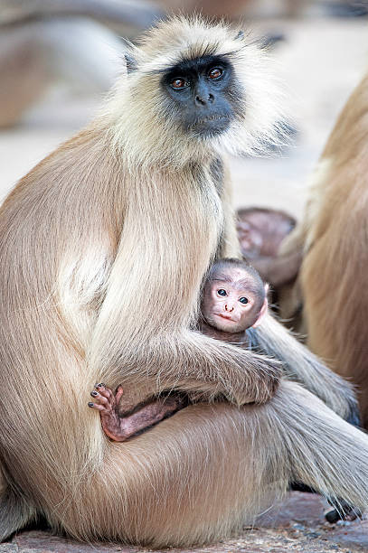 istock Mother and monkey child, Ranthambore, Rajasthan, India 531975522