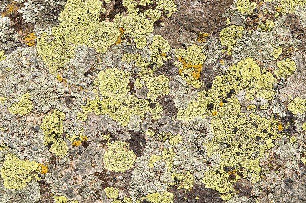 istock Lichens are symbiotic fungi and algae. 531975866