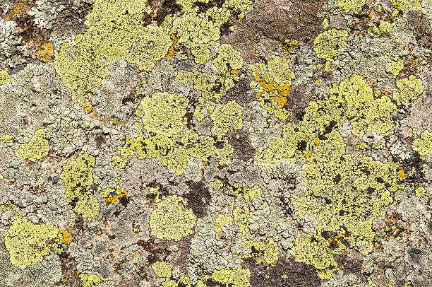 istock Lichens are symbiotic fungi and algae. 531976024