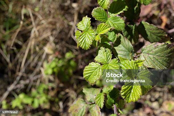 Macro Leaves Of A Bush Stock Photo - Download Image Now - Blackberry - Fruit, Bush, Close To