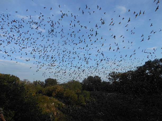 istock Mexican Free Tailed Bats Colony 531977208