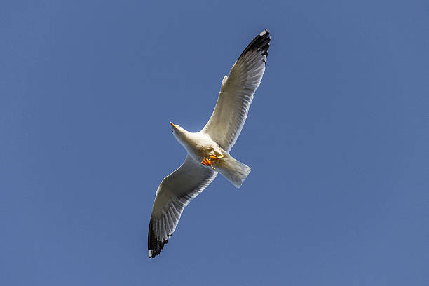 istock Seagull flying in the blue sky in spring (Sardinia, Italy) 531977782