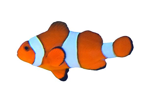 istock cute tropical clown fish isolated on white background 531978160