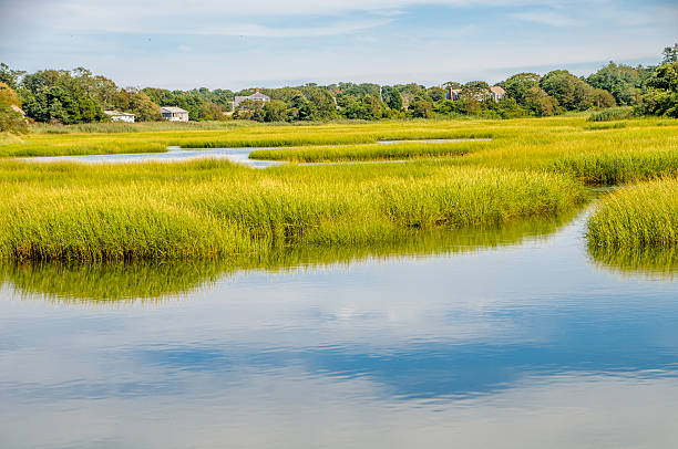 марш травы летом - august cape cod massachusetts new england стоковые фото и изображения