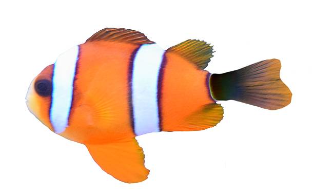 istock cute tropical clark clown fish in a white background 531978802