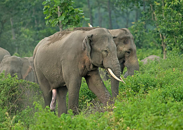 istock Indian elephant at West Bengal, India 531978944