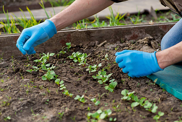 農家草取りのベッド - vegetable garden vegetable high angle view weeding ストックフォトと画像