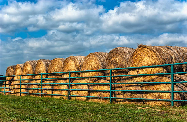 A rows of large round bales of hay stacked behind a green round tube fence in a field in Fort Worth, Texas with fluffy cumulus clouds in the background. These bales of hay are used to feed livestock, such as cattle and horses.