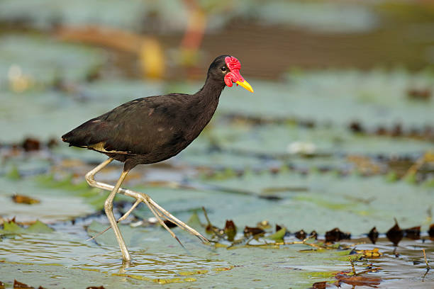 istock Wattled Jacana Walking on a Water Lily 531979308