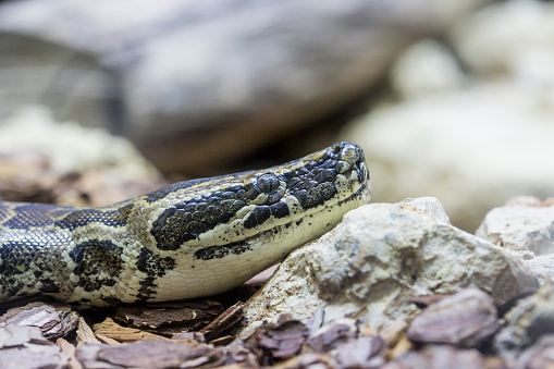 Detail of the head of an African rock python, Python sebae
