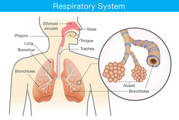 Respiratory system of human Respiratory system of human. This illustration about anatomy and physiology. alveolus stock illustrations