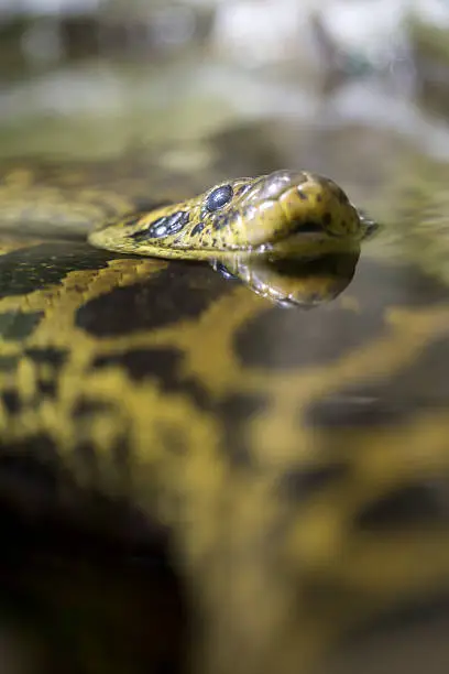 A yellow anaconda or Paraguayan anaconda, Eunectes notaeus, in the water. Like all boas and pythons, this snake is non-venomous and kills its prey by constriction