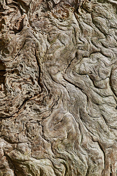클로즈업 의 순조롭습니다 풍 화 된 자연 목제 - driftwood pattern wood grain circle 뉴스 사진 이미지