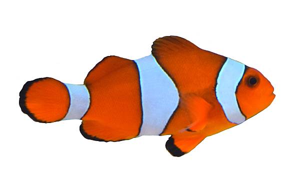 istock cute tropical clown fish in a white background 531981516