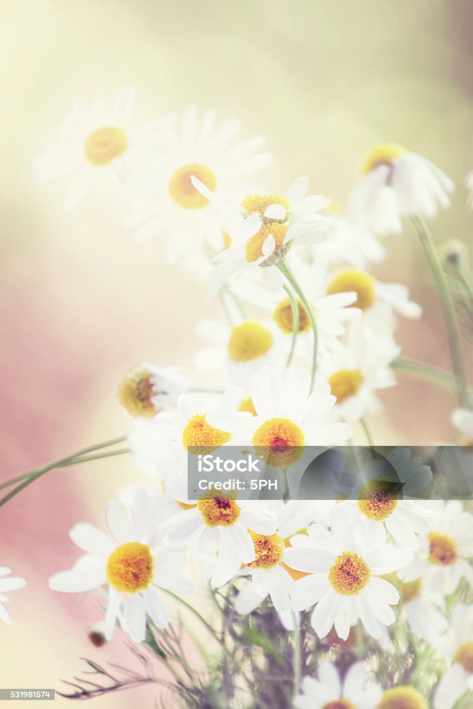 Verano natural de fondo con flores de manzanilla - Foto de stock de Blanco - Color libre de derechos