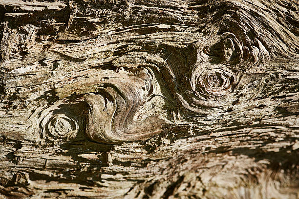 클로즈업 의 풍 화 된 자연 목재 - driftwood pattern wood grain circle 뉴스 사진 이미지