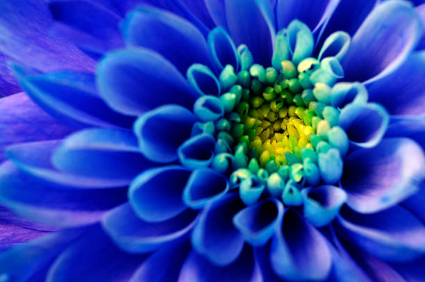 istock Macro of blue aster flower 531981714