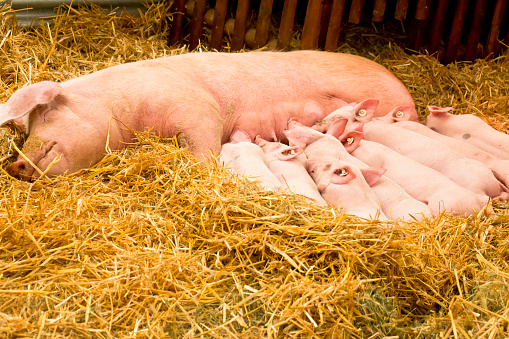 Sow with sucking and sleeping piglets.