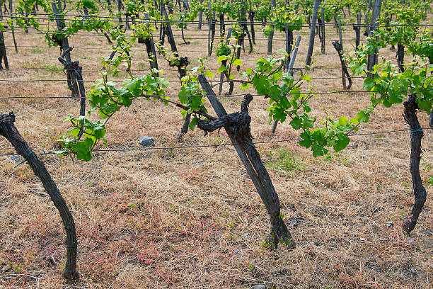 young grape vine stock photo