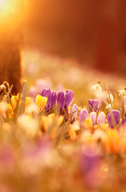 istock Beautiful crocus flowers in the sunset 531982542